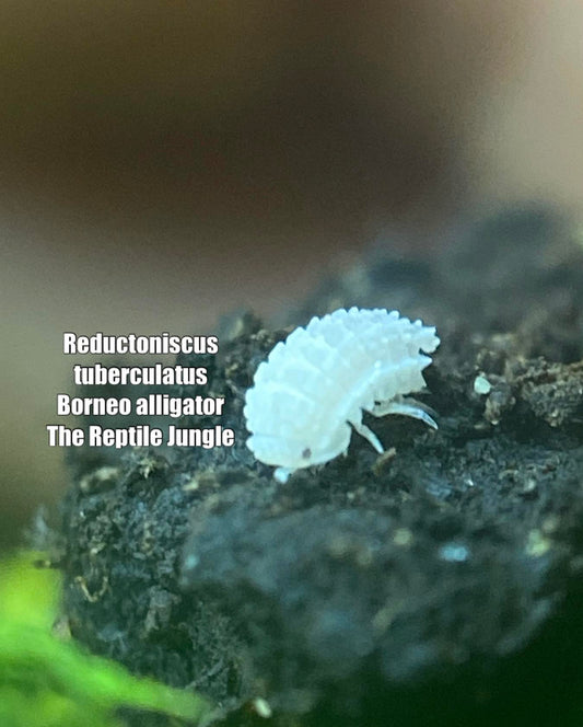 Reductoniscus tuberculatus Borneo Alligator Isopod