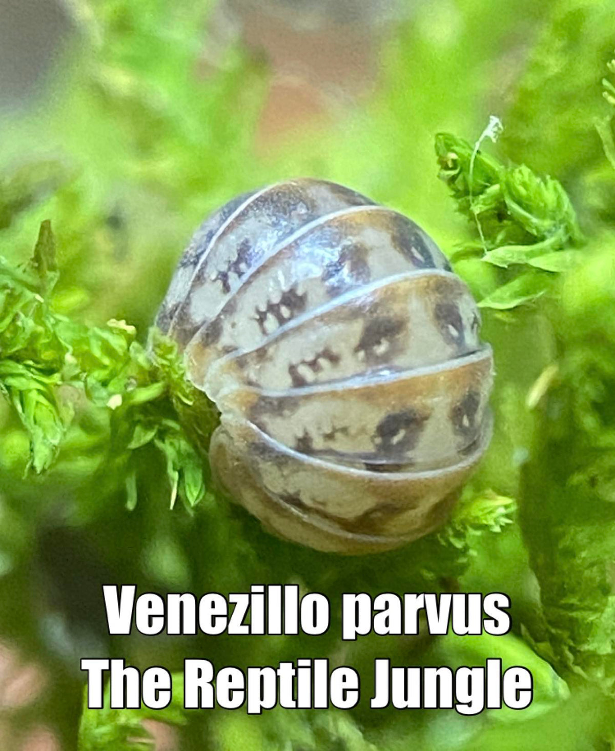 Parvus Roccus Venezillo parvus Isopods – The Reptile Jungle