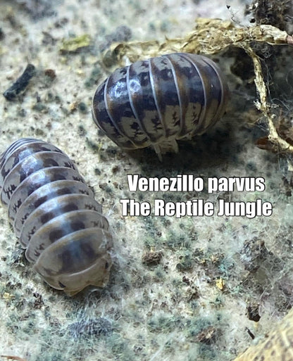 Venezillo parvus Isopods